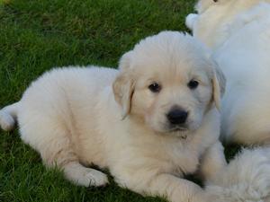 Five and a half weeks old