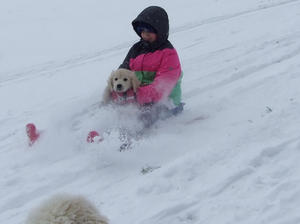 Teddy sledging Jan 2013