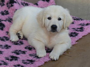 Maya 12 weeks old