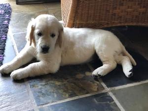 Patch 15 weeks