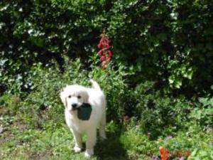 MISTY AS A PUPPY - Butter would not melt.