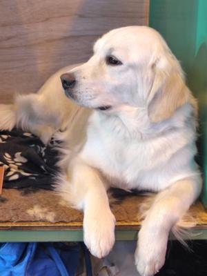 Holly Crufts 2014