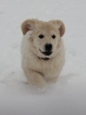 Holly