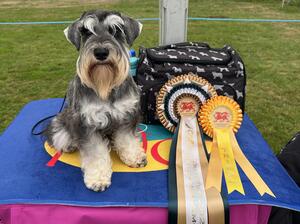 First championship show @6months crufts qualifying