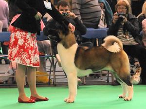 Crufts 2012