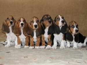 Puppies available now DOB 10th November 2011