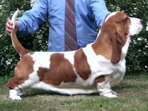 Sire CH Switherland Double Dealer