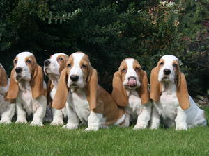 Puppies available now