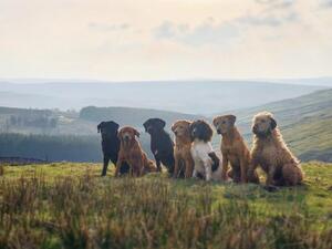 Golden retriever - Idun