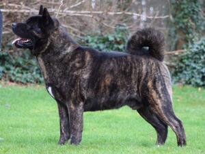 Dennis the Dog