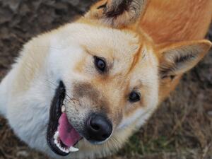 Chessie