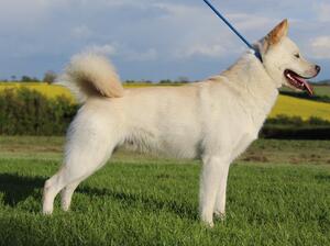 Morningcalm Korean Jindo's since 2006