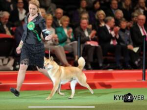 Chessie Best Import at Crufts