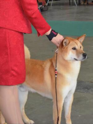 Chessie being campaigned in Europe