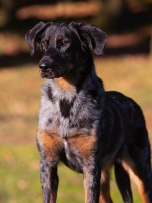 Overhill Beauceron's since 1998