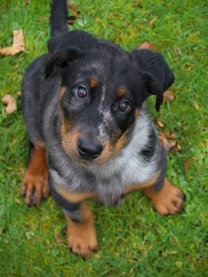 Estelle as a puppy