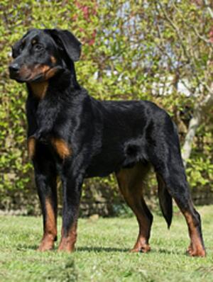 Clipper Top Beauceron 2017 & 2018