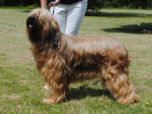 Frenchy at 4 years