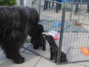 puppies