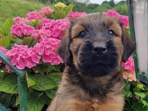 Beautiful boy still available