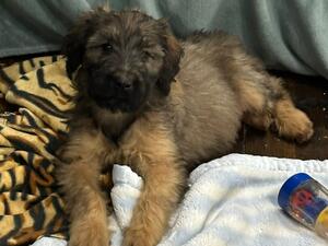 2 girls still available 10 weeks