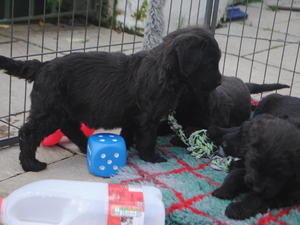 puppies playing