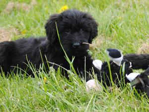 at 9 weeks old