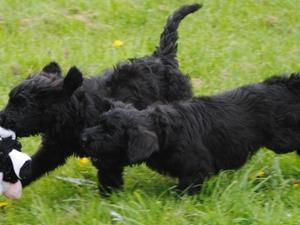 puppies playing at 7 weeks