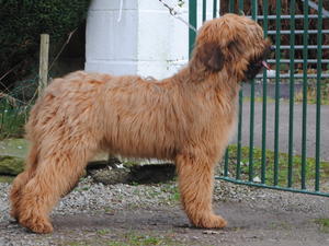 Frenchy 1 year