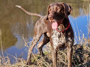 Loves to play fetch from the water