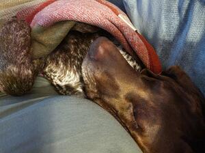 Loves to snuggle as much as he loves to run!