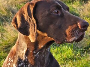 Keeping an eye on the birds
