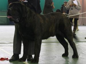 Sire Jeremiah