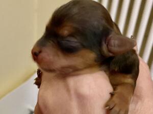 Safiya as a newborn