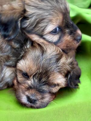 Twins