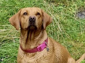 Scarlett - CLYDACHJAMES SUNFLOWER