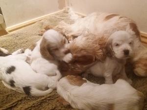 Puppies