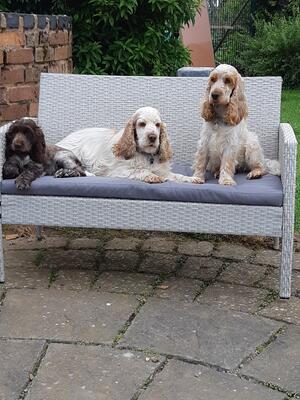 Bo, Ticka and Purdy