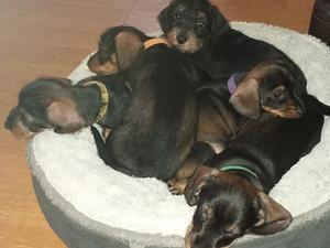 7 weeks old