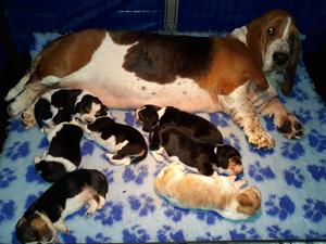 Champion Blackvein Havoc with her litter