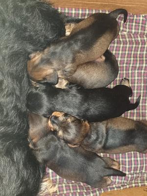 4 weeks old