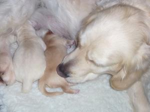 ANYA and her puppies 2 days old