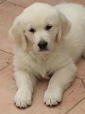 THIERRY 10 weeks old