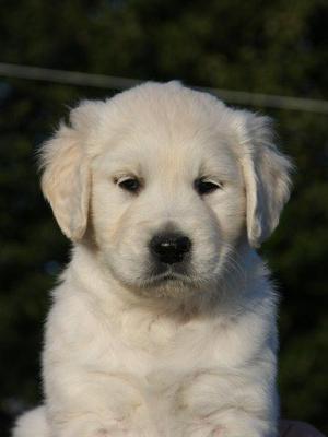 Ashbyglen Puppy