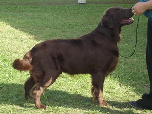 Winning the CC and BOB at Richmond Champ Show