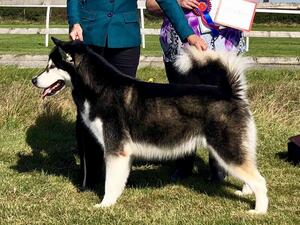 UK Ch Snowolf Blackpowder Chick