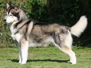 Ch. Snowolf Manhatten Heatwave