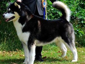 BIS/MBISS/MBVISS UK Ch Snowolf Canuck Bullit ShCM