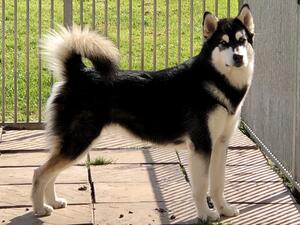 Snowolf Canuck Heatwave (A.I.)