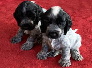 Two puppies at 6 weeks